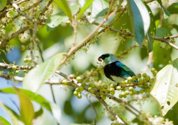 La tangara enmascarada (Tangara nigrocincta) se encuentra entre las aves que se alimentan de frutas dentro del bosque tropical. PC: Will Sweet