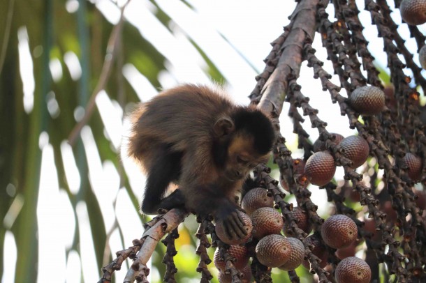 El aguaje (Mauritia flexuosa) es una de las principales fuentes de alimento durante todo el año. Foto: Mono capuchino pardo (Cebus apella) / PC: Claudia Roar