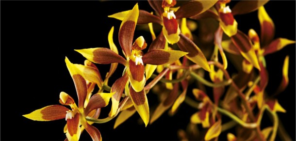 portada orquídeas 2503