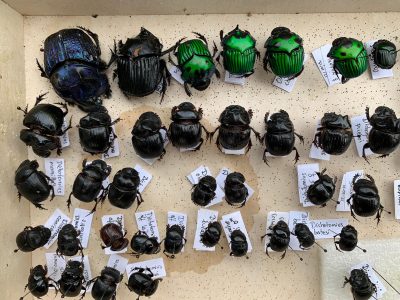 Escarabajos